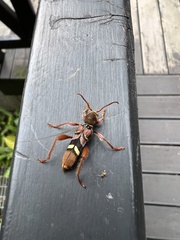 Cyrtoclytus kusamai