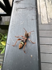 Cyrtoclytus kusamai