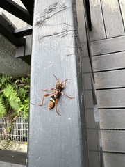 Cyrtoclytus kusamai
