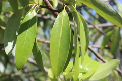 Magnolia virginiana