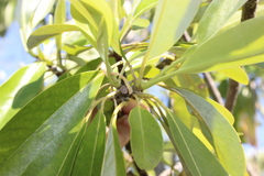 Magnolia virginiana