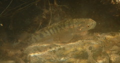 Central Otago Roundhead Galaxias photo 2