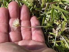 Chevreulia acuminata