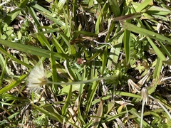 Chevreulia acuminata