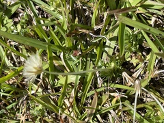 Chevreulia acuminata