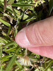 Chevreulia acuminata