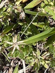 Chevreulia acuminata