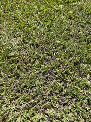 Chevreulia acuminata