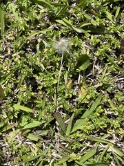 Chevreulia acuminata