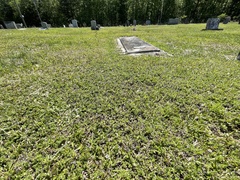 Chevreulia acuminata