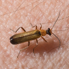 Podabrus cavicollis