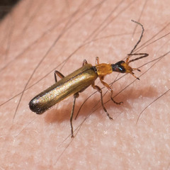 Podabrus cavicollis