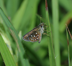 Piruna aea