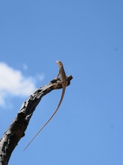 Diporiphora