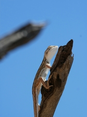 Diporiphora