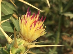 Centaurea iberica