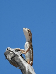 Diporiphora