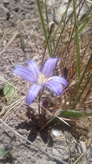 Brodiaea terrestris terrestris