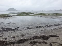 Zostera muelleri novozelandica