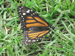 Danaus plexippus megalippe