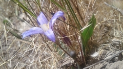 Brodiaea terrestris terrestris