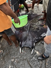 Mobula mobular