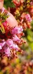 Erica daphniflora