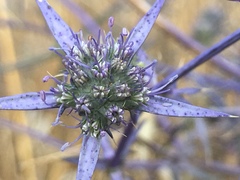Eryngium creticum