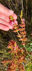 Erica daphniflora