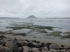 Zostera muelleri novozelandica