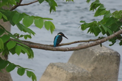 Alcedo atthis