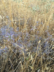 Eryngium creticum