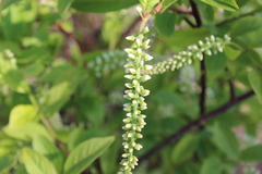 Itea virginica