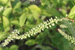 Itea virginica