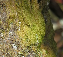 Hypnum cupressiforme filiforme