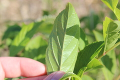 Itea virginica