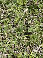 Chevreulia acuminata