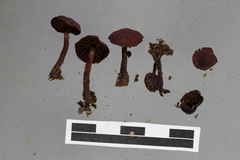 Cortinarius vinicolor