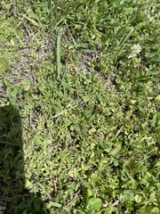 Chevreulia acuminata