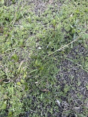 Chevreulia acuminata