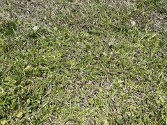 Chevreulia acuminata