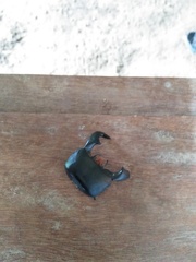 Serrognathus bucephalus