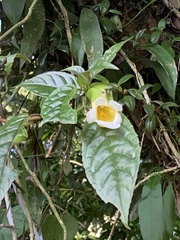 Magnoliopsida