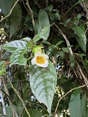 Magnoliopsida