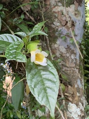Magnoliopsida