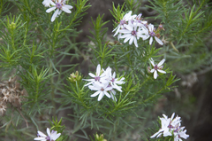 Olearia glutinosa