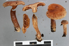 Lactarius umerensis