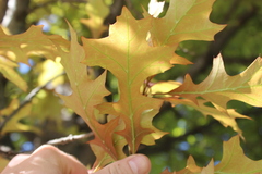 Quercus texana
