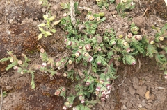 Laennecia artemisiifolia