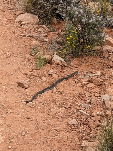 Arizona Black Rattlesnake, Crotalus cerberus
